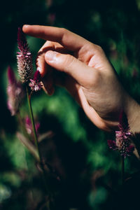 Close-up of hand holding purple flowering plant