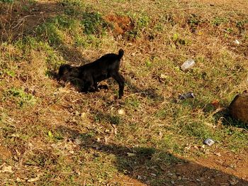 Cat on field