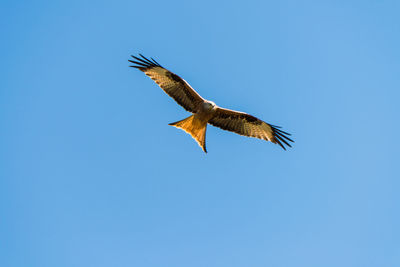 Low angle view of eagle flying against clear blue sky