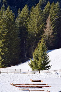 Trees on snowcapped field during winter