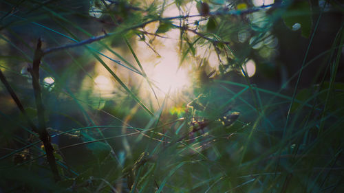 Close-up of grass growing on field