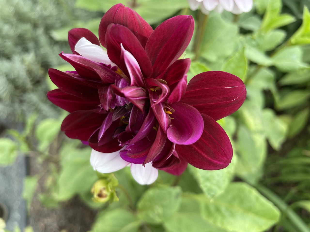 CLOSE-UP OF PINK FLOWER AGAINST BRIGHT SUNLIGHT