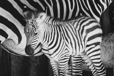 Close-up of a zebra kid 