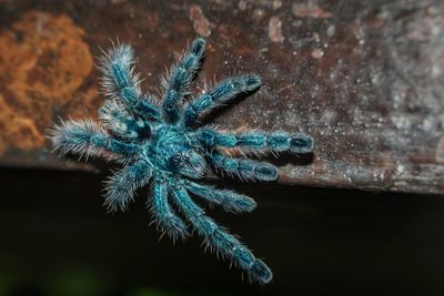 Close-up of spider