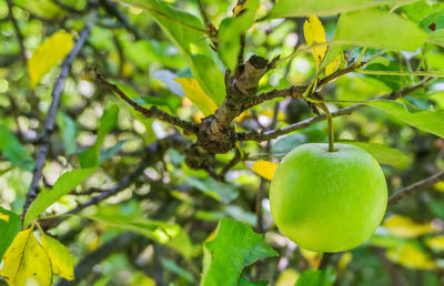 Close-up of apple on tree