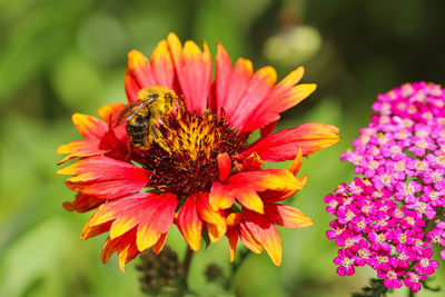 Close-up of honey bee on pink flower