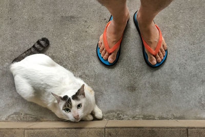 Low section of man in slipper standing by cat on street