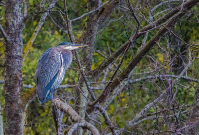 High angle view of gray heron perching on tree