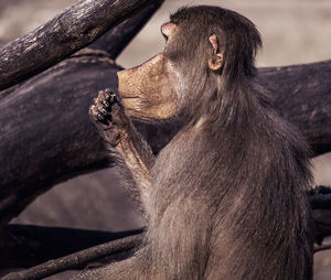 Close-up of a monkey