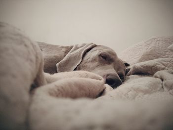 Close-up of dog sleeping