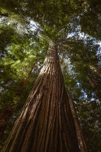 Low angle view of tree