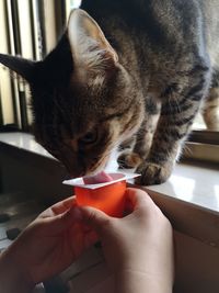 Midsection of a hand holding a cat