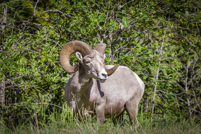 Portrait of an animal on field