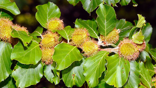 Close-up of fresh green plant