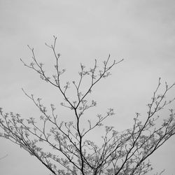 Low angle view of bare trees against sky