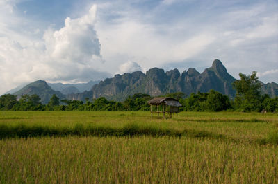 Scenic view of agricultural field against sky