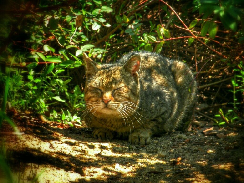 animal themes, one animal, animals in the wild, wildlife, mammal, field, whisker, nature, grass, feline, close-up, focus on foreground, full length, domestic cat, plant, outdoors, day, relaxation, sitting, no people