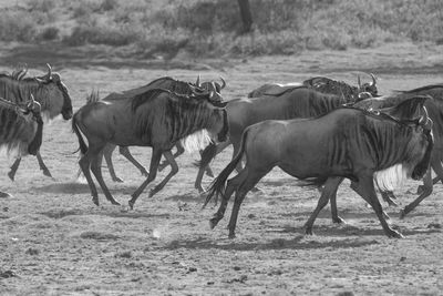 Horses on field