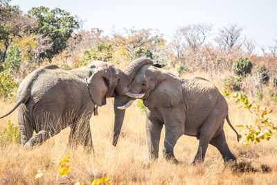 Side view of elephant