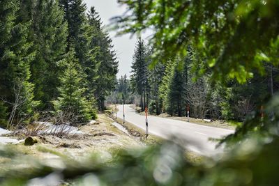 Road amidst trees in forest during winter