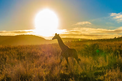 View of giraffe on field against sky during sunset