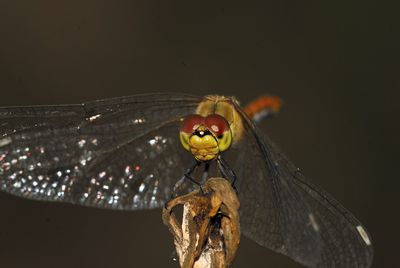 Close-up of insect on flower