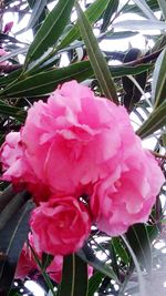 Close-up of pink flowers