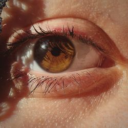 Close-up of human eye