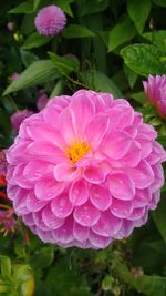 Close-up of pink flowers blooming outdoors