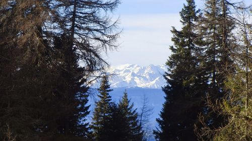 Trees in forest against sky