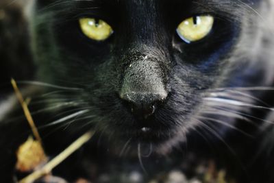 Close-up portrait of cat