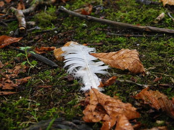 High angle view of dry leaves on field