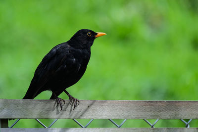 Bird perching on fence