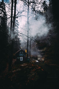 Trees in forest during foggy weather