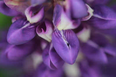 Close-up of pink flowers