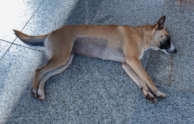 High angle view of dog