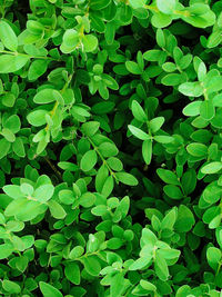 Close-up of green leaves