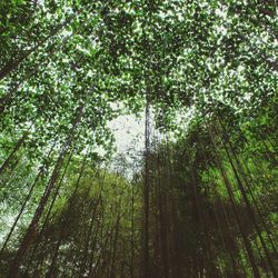 Low angle view of trees in forest