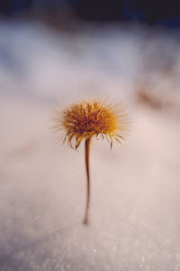 Close-up of dandelion on plant