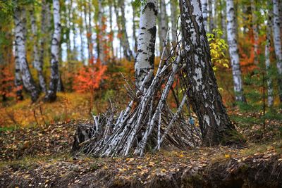 Pine trees in forest during autumn