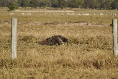 Giant anteater with baby on the back in the pantanal. myrmecophaga tridactyla, also ant bear. 