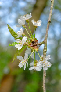 Close-up of white flowering plant