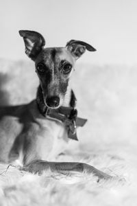 Close-up portrait of dog