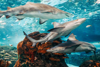 Giant scary sharks under water in aquarium. sea ocean marine wildlife predators dangerous animals 