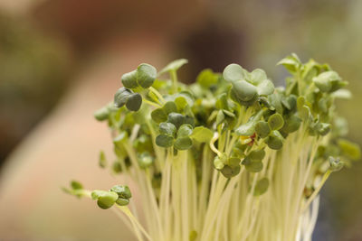 Close-up of flower bud