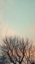 Close-up of silhouette tree against sky