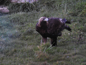 Bird perching on field