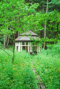 Built structure in forest