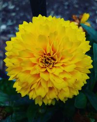 Close-up of yellow flowers blooming outdoors