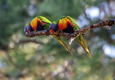 Close-up of parrot perching on tree